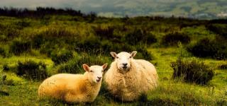 sheep - landscape